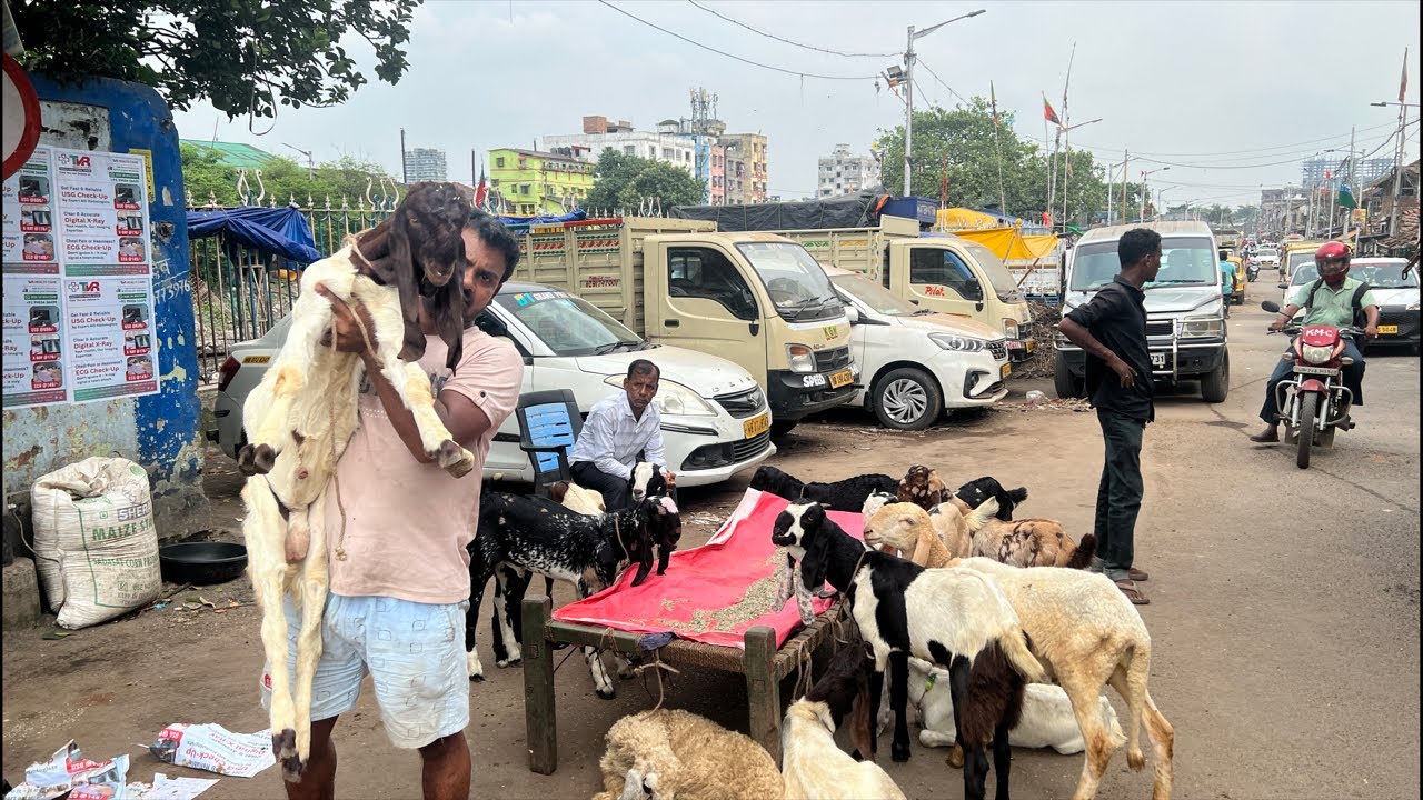 Рынок козлят в Калькутте | Распродажа козлят Тотапари
