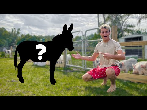 buying-mini-donkey-for-my-farm!!