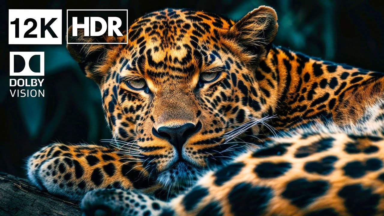 12K HDR 60FPS DOLBY VISION - SCHÖNE TIERE - WAHRER KINO