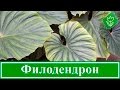 Цветок филодендрон – уход в домашних условиях, виды и фото филодендрона домашнего