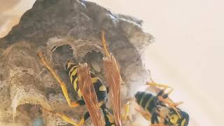 Paper wasp queen laying an egg