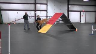 Spirit Ridge's "Jesse" girl Qualifying run in CPE Level IV Standard run, Oct 4, 2014 screenshot 5