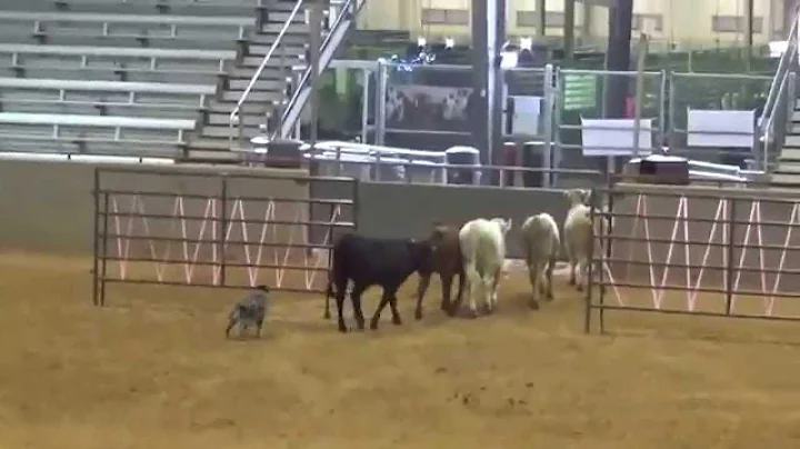 Vinny's Finals  Course D - Winning Run