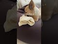 次はキーボード対策を考えなくては #犬 #チワワ #猫 #保護猫 #茶トラ