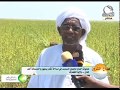 هل تعرف أن عمليات حصاد السمسم في مساحة تقدر بمليون وخمسمائة ألف فدان بالقضارف؟