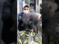 شعر كثيف للغاية     