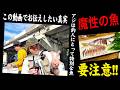 アジは魔物 【アジの魔力に負けた釣人の物語】