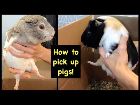 Comment ramasser des cochons d'Inde ombrageux dans une grande cage