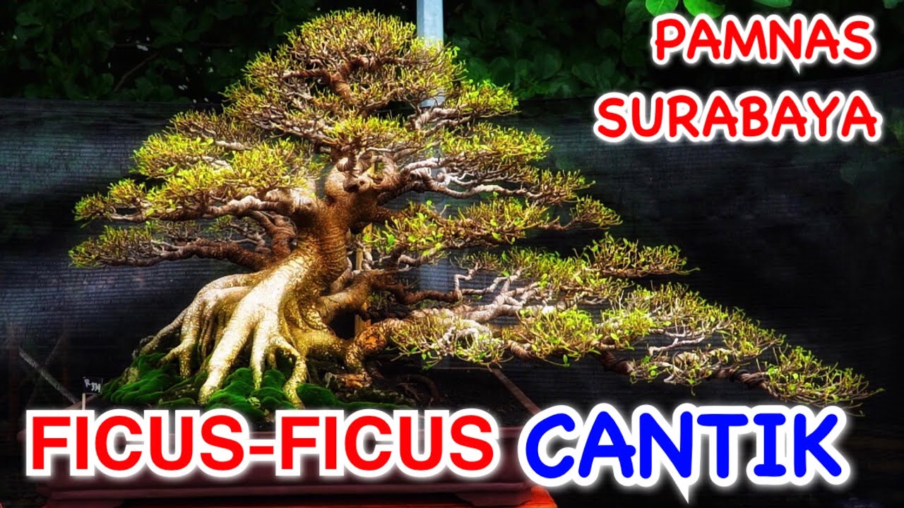 Bonsai Juara  || Bonsai Beringin || PAMNAS Surabaya