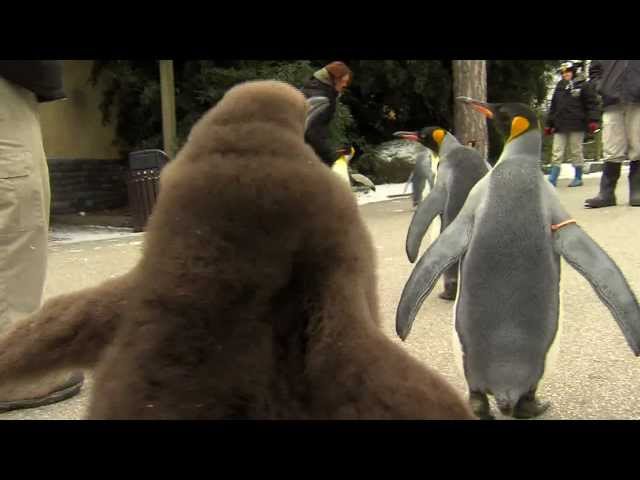 Penguin Parade 2012 - Cincinnati Zoo 