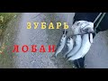 Подводная охота в абхазии! Лобан и Зубарь!