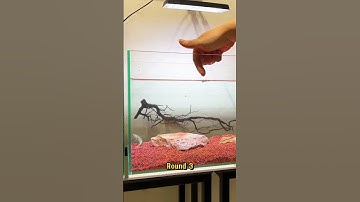 Cách thuần cá lóc cảnh