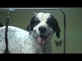 How to Shave Down a Large/Giant Breed Dog (Full Groom) - Do-It-Yourself Dog Grooming