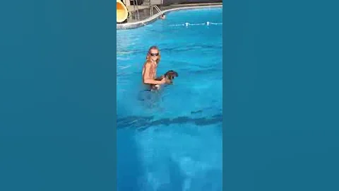 Dog swimming 2