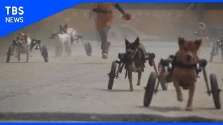 タイの保護犬施設 コロナ禍で寄付が激減し存続危機