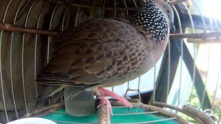 Tiếng Chim cu gáy Mồi Gù gáy gọi giọng hấp dẫn kích bổi nhanh nổi 48