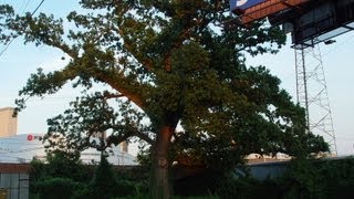 Mysterious Downtown Tulsa Creek Hanging Tree