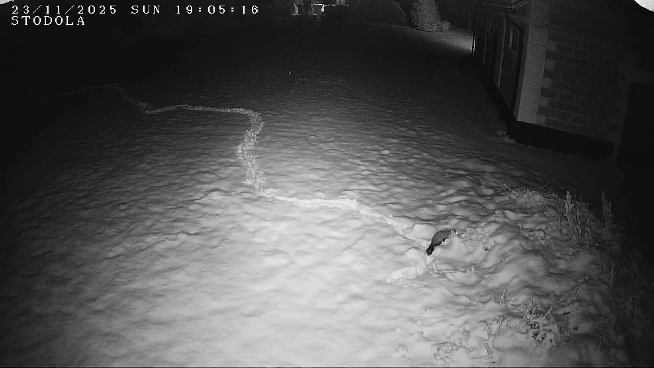 Kuna wesoło hasa w pierwszym śniegu.