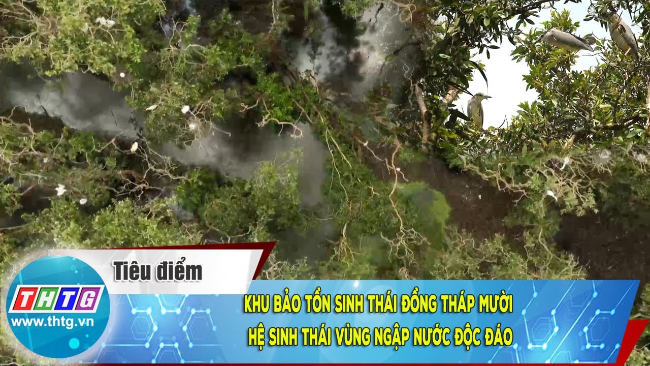 Khu bảo tồn sinh thái Đồng Tháp Mười, hệ sinh thái vùng ngập nước độc đáo |  THTG