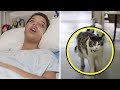 Hospital Cat Asked to Enter a Patient&#39;s Room... Later, the Whole World Heard This Story...