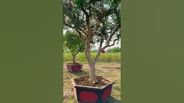 Cây lựu cổ đẹp Đẳng cấp có 1-0-2#shorts