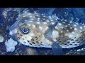 RED SEA - EGYPT 47 : PORCUPINE FISH / SINAI - DAHAB /