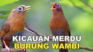 kicau merdu burung wambi