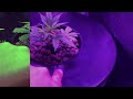 Use Grow Glasses When Working With Grow Lights