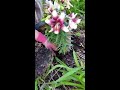 Planting Asiatic or Oriental lilies from a pot