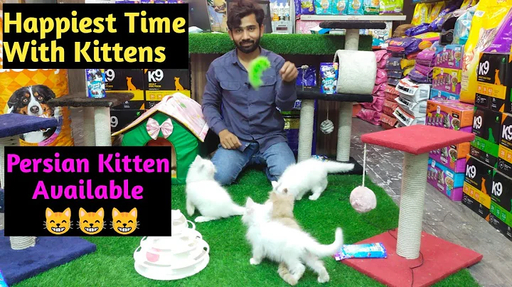 Video 11800891: white persian kitten, persiancat kitten, kitten playing