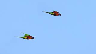 Australia Part 2: our first Aussie birds! Birding Club Tropical Resort &amp; Buffalo Creek, Darwin Sep 6