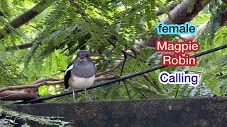 Female Magpie Robin Sounds #magpierobin#magpiesounds#femalemagpie#malemagpie#birdsvideo#magpiepair