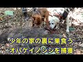 身体中キズだらけの歴戦の猛者オバケイノシシの捕獲に成功しました!