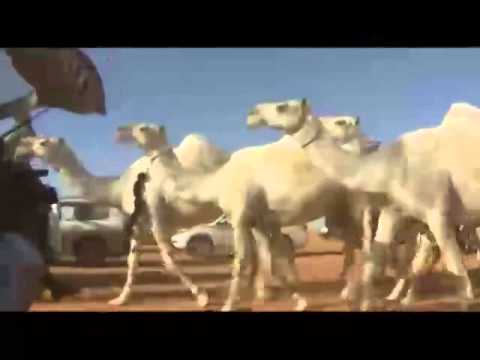 غلابات منقية الشيخ سعد ابن عاتق السبيعي