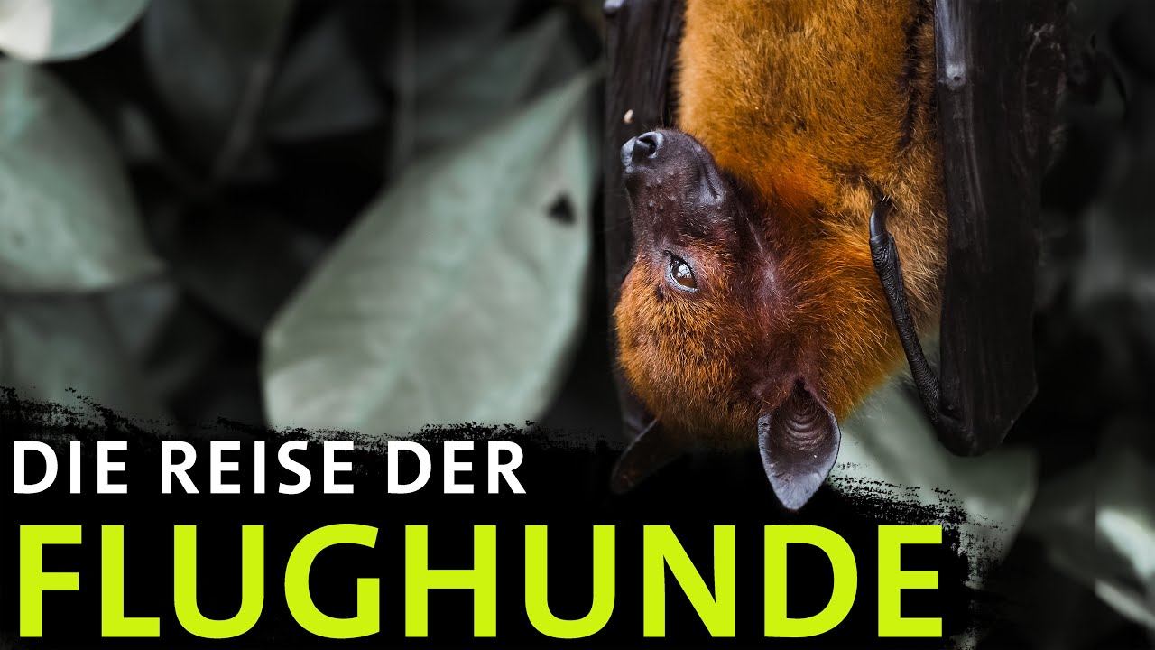 Hunderttausende Fledermäuse treffen sich – Das Geheimnis von Kasanka | Erlebnis Erde