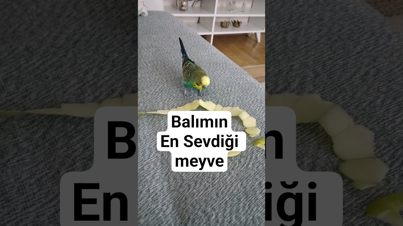 Balımın En Favorisi #muhabbetkuşu #birds #vogel #budgies #talkingparot #parrot #birdsong #lovebirds
