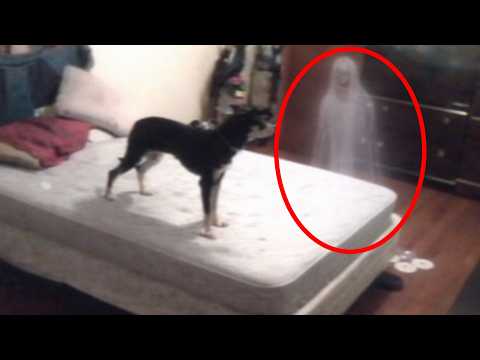 10 Creepy Videos of Pets Experiencing Terrifying Things | Myth Corner Animals Special