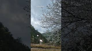 봄의 속삭임