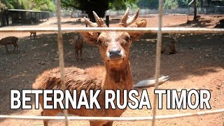 Ternyata Begini Cara Sukses Ternak Rusa Timor