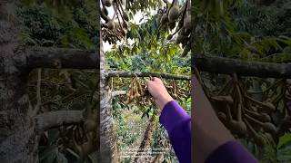 Durian tree flowering season