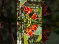 啵啵頭BOBOTO:#野生一品紅 #一品紅 #縮時攝影 #TimeLapse #Poinsettia #聖誕紅 #聖誕花卉 #苞片 #植物變色 #植物學 #野生植物