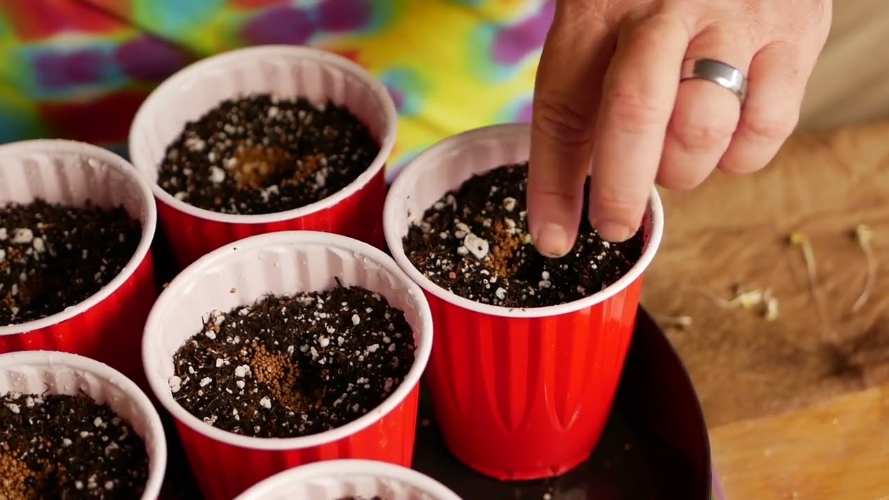 Cannabis Seed Napkin Germination, Grow Strong Industries Grow-Off 