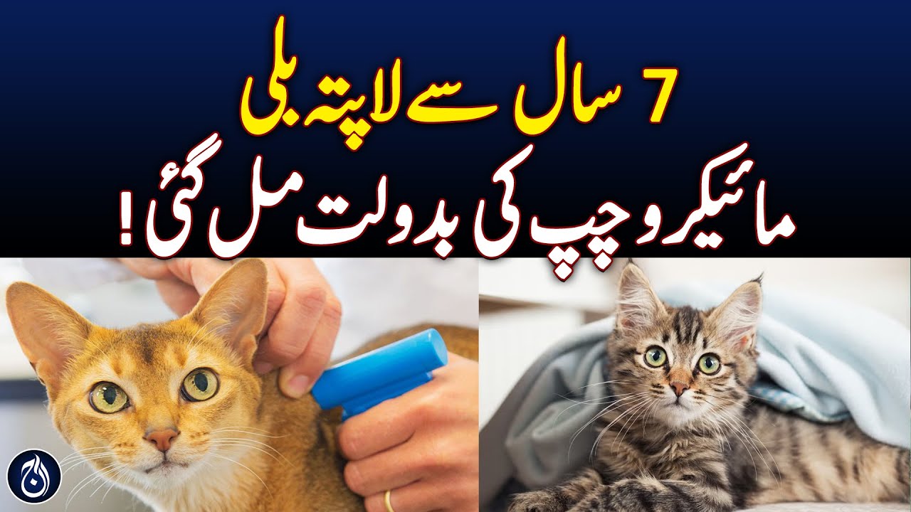 Lost Cat Reunited After 7 Years via Microchip! - Aaj News