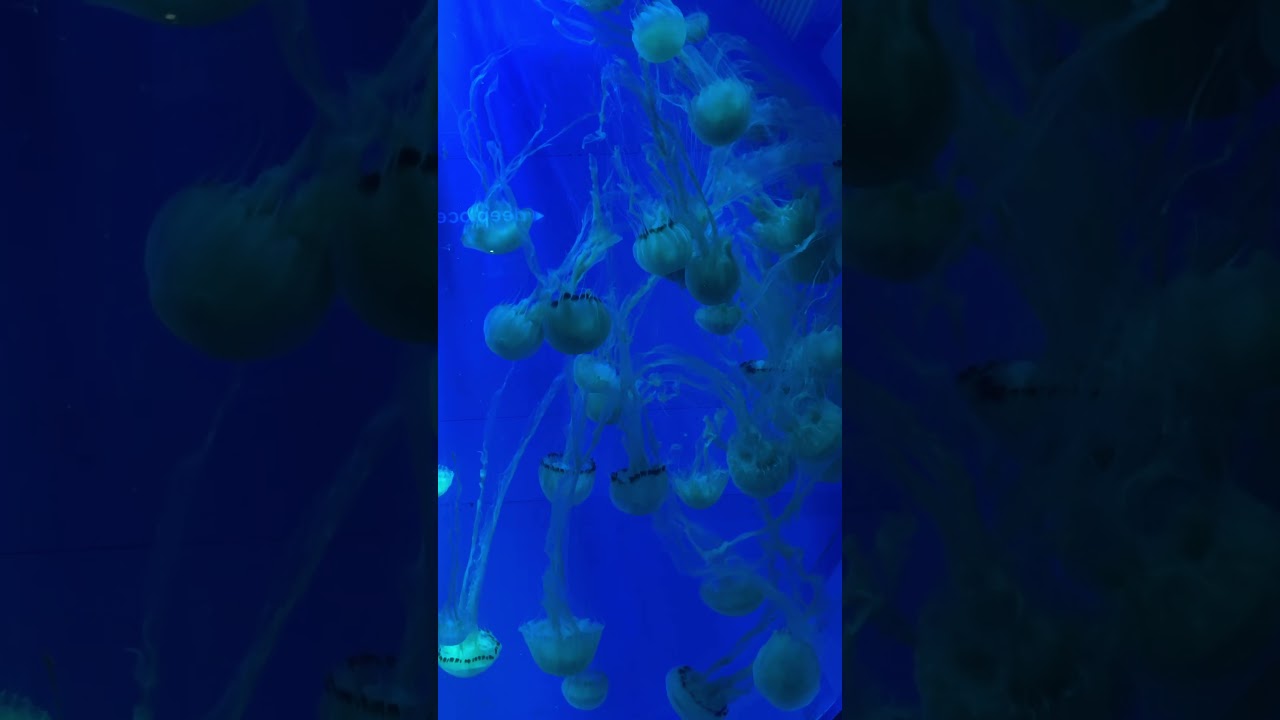 VGP Marine kingdom