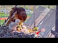 #118🦅🐥12°🐥11°🐥7°(✝️🐣)/Cornell US🇺🇸Red-tailed Hawk Nest 2026/Big Red💗Arthur/by Cornell Lab Bird Cams