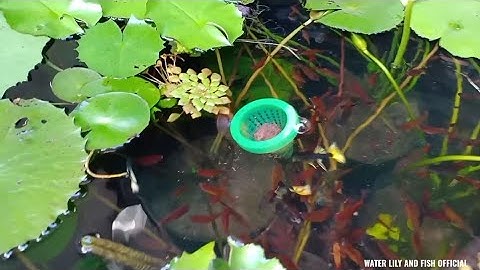 NUÔI CÁ BẢY MÀU, CÁ KIẾM, CÁ MÚN TRONG HỒ XI MĂNG TRỒNG HOA SÚNG THÁI 2