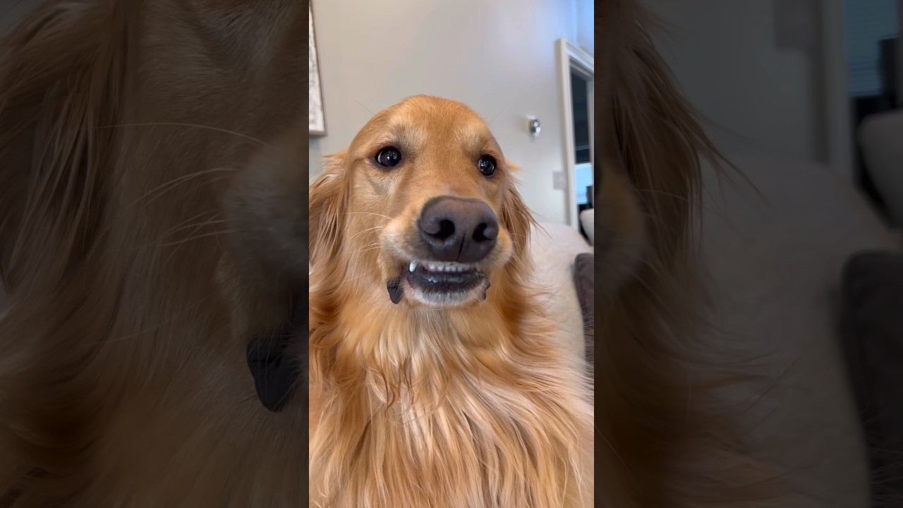 This dog has hilarious faces 😂 #dog #goldenretriever