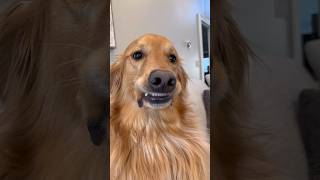 This dog has hilarious faces  #dog #goldenretriever