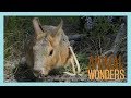 Hangout with Chili Pepper the Patagonian Cavy