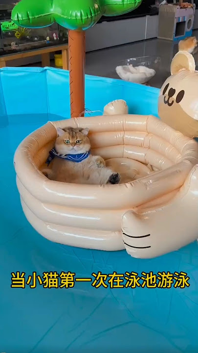 Si Oyen Belajar Berenang! 🙀🏊 #shortsfeed #cat #kucing #shorts